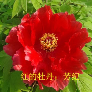 观赏牡丹 精品牡丹 牡丹价格 牡丹批发价格 春秋园艺牡丹
