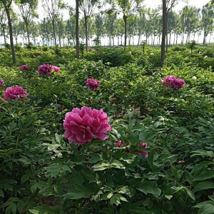 牡丹苗 牡丹苗价格低廉 牡丹苗批发 春秋园艺牡丹苗