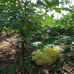 牡丹苗 牡丹苗价格低廉 牡丹苗批发 春秋园艺牡丹苗