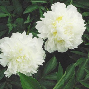 菏泽牡丹基地供应出售精品观赏芍药 芍药苗批发价格