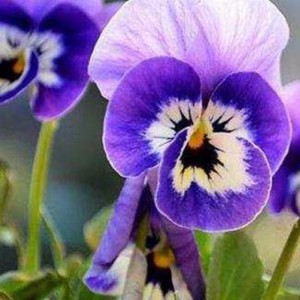 三色堇小苗 三色堇批发价格 园林花坛用草花
