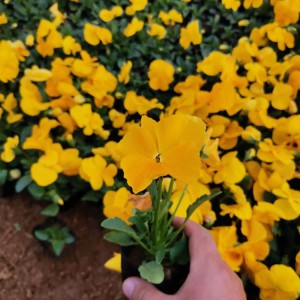 三色堇小苗 三色堇批发价格 园林花坛用草花
