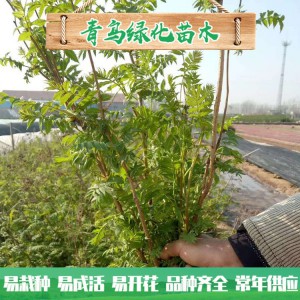 山东珍珠梅种植 30公分40公分珍珠梅小苗 丛生珍珠梅批发价格