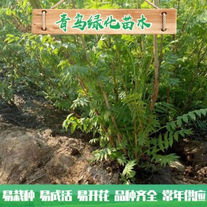 山东珍珠梅种植 30公分40公分珍珠梅小苗 丛生珍珠梅批发价格