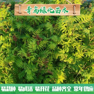 山东珍珠梅种植 30公分40公分珍珠梅小苗 丛生珍珠梅批发价格