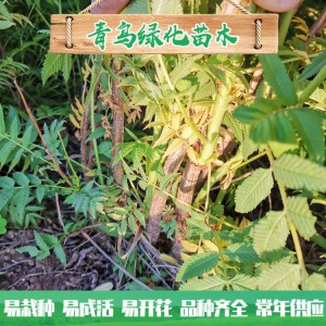山东珍珠梅种植 30公分40公分珍珠梅小苗 丛生珍珠梅批发价格