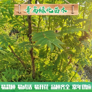 山东珍珠梅种植 30公分40公分珍珠梅小苗 丛生珍珠梅批发价格