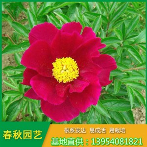 红色单瓣芍药花 占地芍药苗 油用药用芍药苗种植批发基地