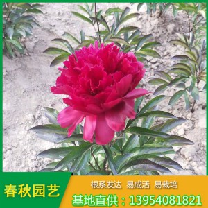 红色单瓣芍药花 占地芍药苗 油用药用芍药苗种植批发基地