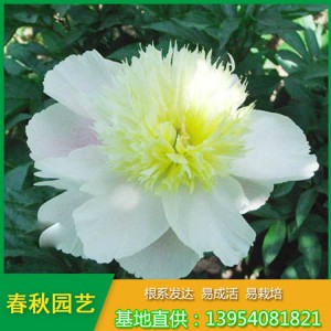红色单瓣芍药花 占地芍药苗 油用药用芍药苗种植批发基地