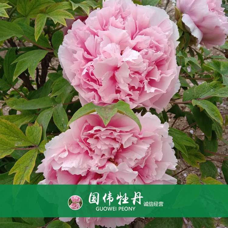 精品牡丹 菏泽牡丹苗批发 牡丹苗价格 国伟牡丹苗种植基地 常年供应牡丹苗