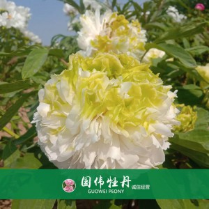 精品牡丹 菏泽牡丹苗批发 牡丹苗价格 国伟牡丹苗种植基地 常年供应牡丹苗