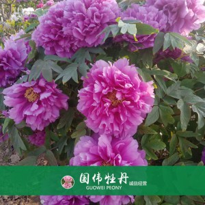精品牡丹 菏泽牡丹苗批发 牡丹苗价格 国伟牡丹苗种植基地 常年供应牡丹苗
