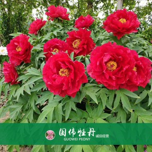 精品牡丹 菏泽牡丹苗批发 牡丹苗价格 国伟牡丹苗种植基地 常年供应牡丹苗