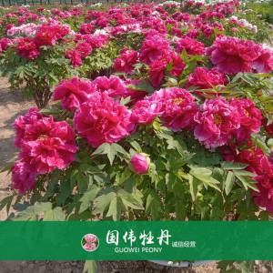 精品牡丹 菏泽牡丹苗批发 牡丹苗价格 国伟牡丹苗种植基地 常年供应牡丹苗