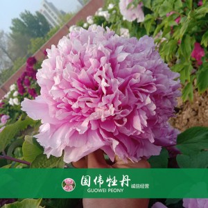 精品牡丹 菏泽牡丹苗批发 牡丹苗价格 国伟牡丹苗种植基地 常年供应牡丹苗