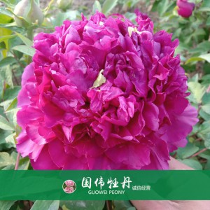 精品牡丹 菏泽牡丹苗批发 牡丹苗价格 国伟牡丹苗种植基地 常年供应牡丹苗