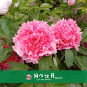 精品牡丹 菏泽牡丹苗批发 牡丹苗价格 国伟牡丹苗种植基地 常年供应牡丹苗