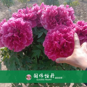 精品牡丹 菏泽牡丹苗批发 牡丹苗价格 国伟牡丹苗种植基地 常年供应牡丹苗