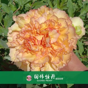 精品牡丹 菏泽牡丹苗批发 牡丹苗价格 国伟牡丹苗种植基地 常年供应牡丹苗