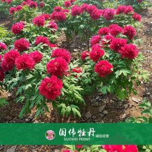 精品牡丹 菏泽牡丹苗批发 牡丹苗价格 国伟牡丹苗种植基地 常年供应牡丹苗