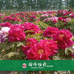 精品牡丹 菏泽牡丹苗批发 牡丹苗价格 国伟牡丹苗种植基地 常年供应牡丹苗