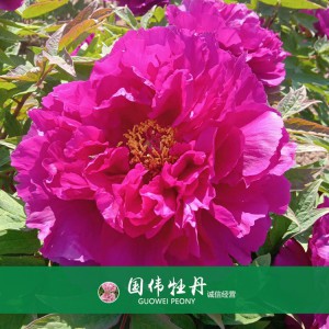 精品牡丹 菏泽牡丹苗批发 牡丹苗价格 国伟牡丹苗种植基地 常年供应牡丹苗