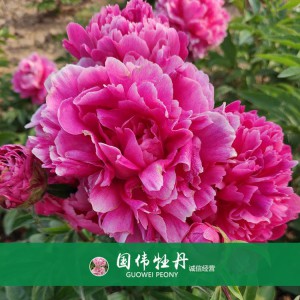 芍药基地 观赏芍药价格 芍药种植基地  国伟芍药