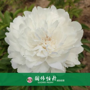 芍药基地 观赏芍药价格 芍药种植基地  国伟芍药