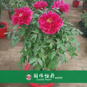 盆栽牡丹 精品牡丹 菏泽牡丹苗批发 牡丹苗价格 国伟牡丹苗种植基地常年供应牡丹苗