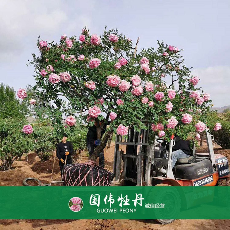 牡丹树 精品牡丹 牡丹苗价格 国伟牡丹苗种植基地常年供应牡丹苗