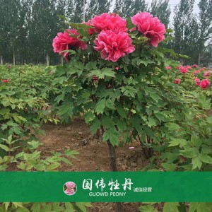 牡丹树 精品牡丹 牡丹苗价格 国伟牡丹苗种植基地常年供应牡丹苗