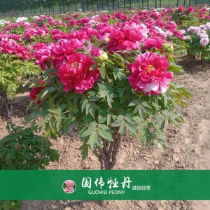 牡丹树 精品牡丹 牡丹苗价格 国伟牡丹苗种植基地常年供应牡丹苗