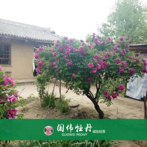 牡丹树 精品牡丹 牡丹苗价格 国伟牡丹苗种植基地常年供应牡丹苗