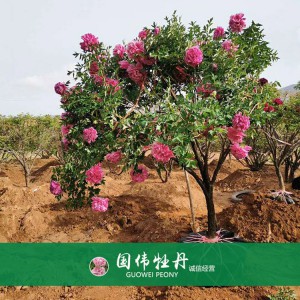 牡丹树 精品牡丹 牡丹苗价格 国伟牡丹苗种植基地常年供应牡丹苗
