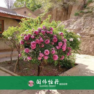 牡丹树 精品牡丹 牡丹苗价格 国伟牡丹苗种植基地常年供应牡丹苗