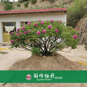 牡丹树 精品牡丹 牡丹苗价格 国伟牡丹苗种植基地常年供应牡丹苗