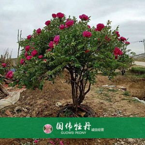 牡丹树 精品牡丹 牡丹苗价格 国伟牡丹苗种植基地常年供应牡丹苗