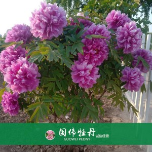 牡丹树 精品牡丹 牡丹苗价格 国伟牡丹苗种植基地常年供应牡丹苗