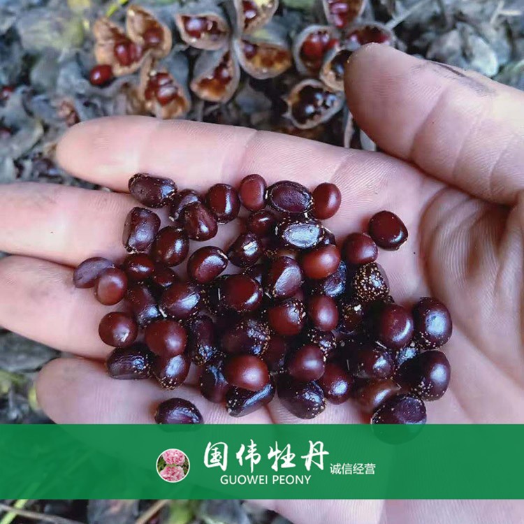 牡丹籽 牡丹种植 国伟牡丹 牡丹种子