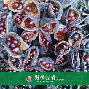牡丹籽 牡丹种植 国伟牡丹 牡丹种子