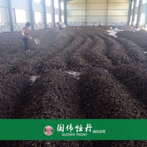 牡丹籽 牡丹种植 国伟牡丹 牡丹种子