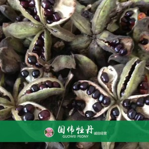 牡丹籽 牡丹种植 国伟牡丹 牡丹种子