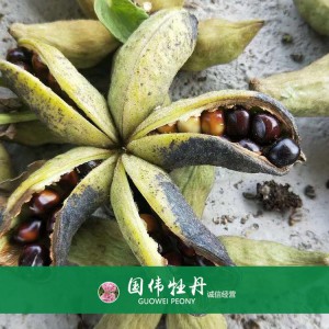 牡丹籽 牡丹种植 国伟牡丹 牡丹种子