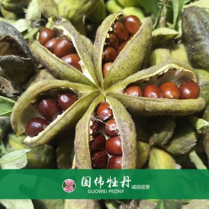 牡丹籽 牡丹种植 国伟牡丹 牡丹种子