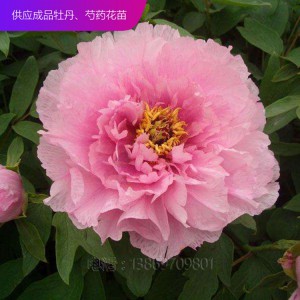 精品牡丹 泰盛牡丹种植 泰盛牡丹 牡丹苗 牡丹苗种植 牡丹苗价格