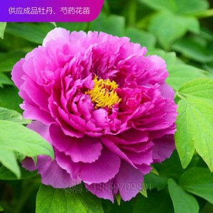 精品牡丹 泰盛牡丹种植 泰盛牡丹 牡丹苗 牡丹苗种植 牡丹苗价格