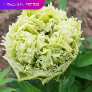 精品牡丹 泰盛牡丹种植 泰盛牡丹 牡丹苗 牡丹苗种植 牡丹苗价格