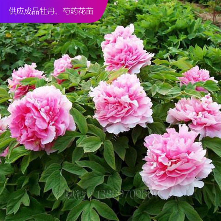 精品牡丹 泰盛牡丹种植 泰盛牡丹 牡丹苗 牡丹苗种植 牡丹苗价格