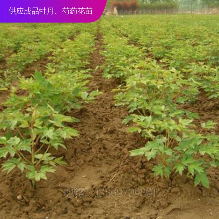 牡丹苗 牡丹种子 观赏牡丹苗 泰盛牡丹